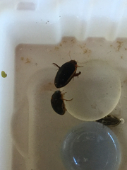 Hydaticus bimarginatus