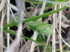 Cruciata glabra krylovii