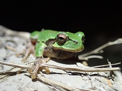 Hyla japonica