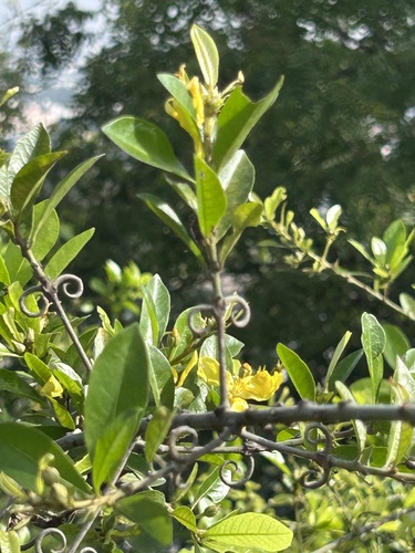 Hugonia observed 2026-08-12