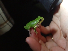 Hyla japonica