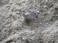 Myscelia ethusa ethusa