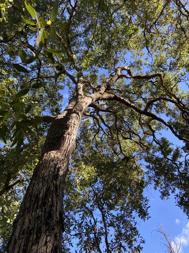 Angophora subvelutina observed 2026-08-12