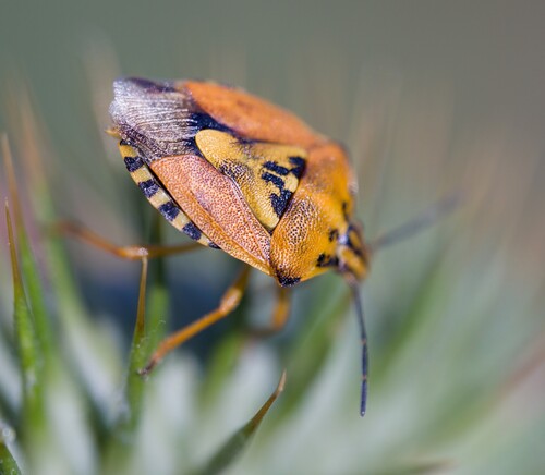Carpocoris pudicus