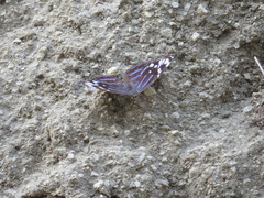 Myscelia ethusa ethusa