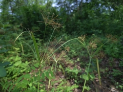 Cyperus distans, photograph (c) vrxz, some rights reserved (CC BY-SA)