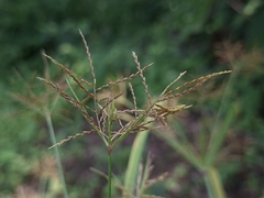 Cyperus distans, photograph (c) vrxz, some rights reserved (CC BY-SA)