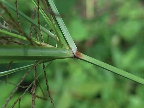 Cyperus distans, photograph 4
