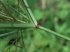 Cyperus distans, photograph (c) vrxz, some rights reserved (CC BY-SA)