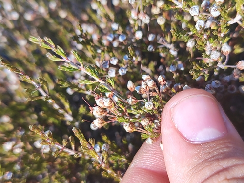 Erica umbellata, photograph 5