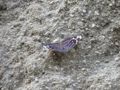 Myscelia ethusa ethusa