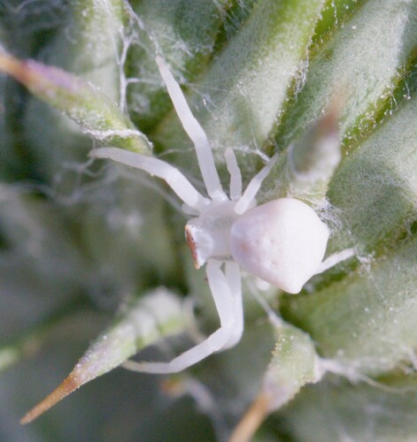 Heather crab spider