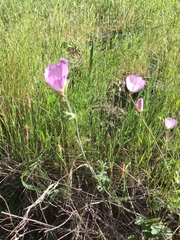 Sidalcea diploscypha