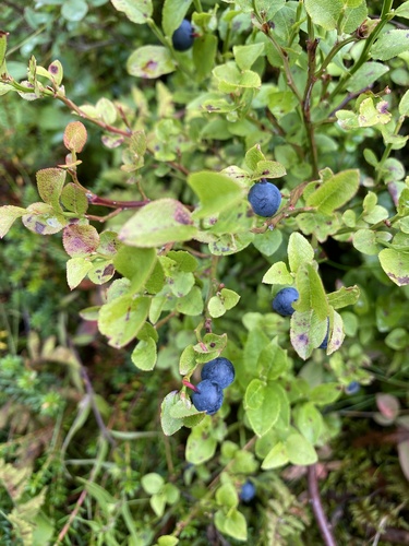 common bilberry