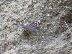 Myscelia ethusa ethusa