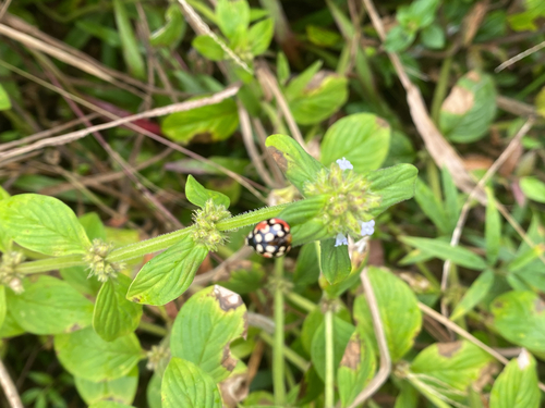 Sulfurous Lady Beetle
