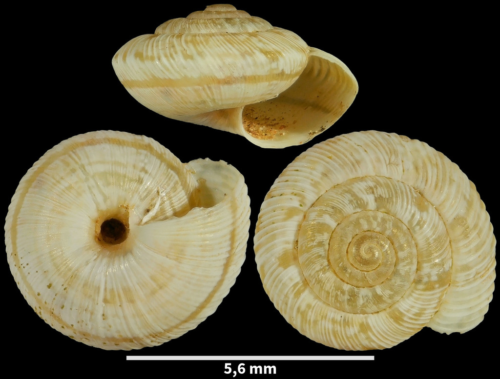 Xerocrassa grata