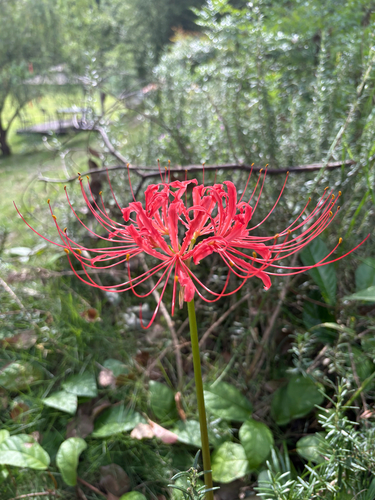 red spider lily