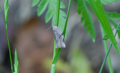 Archips grisea