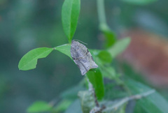 Archips grisea