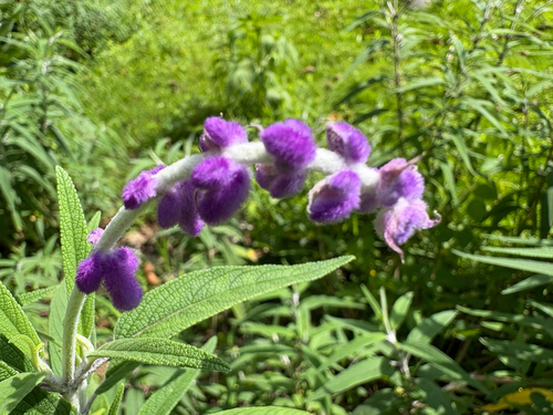Mexican Bush Sage