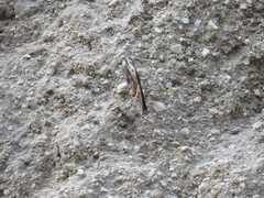 Myscelia ethusa ethusa