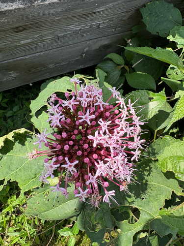 rose glorybower