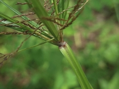 Cyperus distans, photograph (c) vrxz, some rights reserved (CC BY-SA)