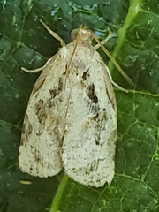 Archips grisea