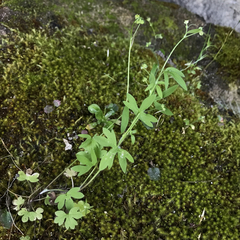 Ranunculus hebecarpus