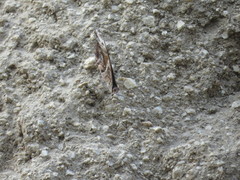 Myscelia ethusa ethusa