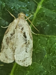 Archips grisea