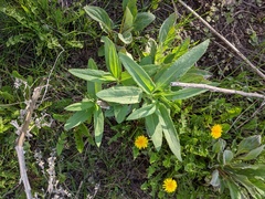 Senecio triangularis