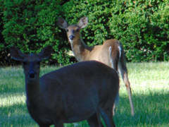 Odocoileus virginianus