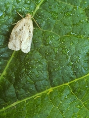 Archips grisea