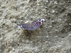 Myscelia ethusa ethusa