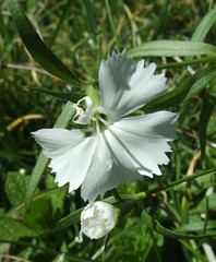 Dianthus plumarius