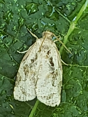 Archips grisea