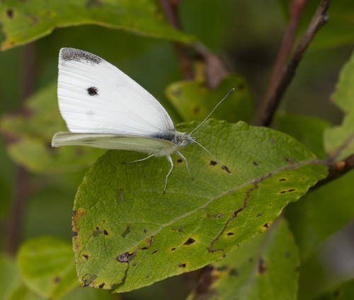 Small White