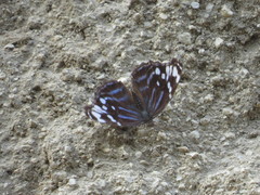 Myscelia ethusa ethusa