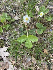 Fragaria vesca americana