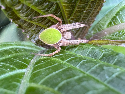 Neoscona mellotteei
