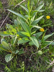 Senecio triangularis