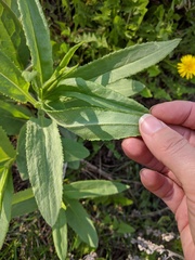 Senecio triangularis