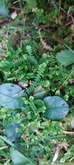 Selaginella helvetica, photograph (c) Matteo Martini, some rights reserved (CC BY)