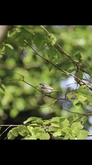 Setophaga coronata
