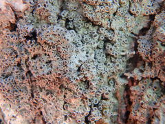 Rinodina ascociscana