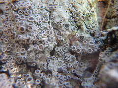 Rinodina ascociscana