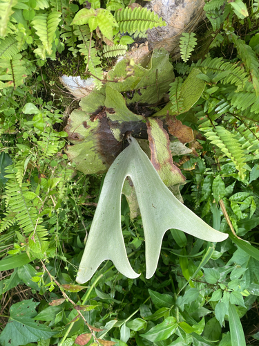 triangle staghorn fern