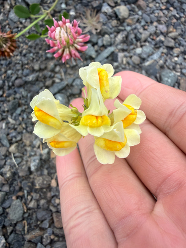 common toadflax
